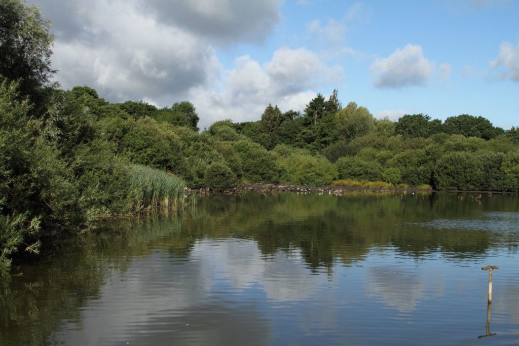 Chard Reservoir, trees and water