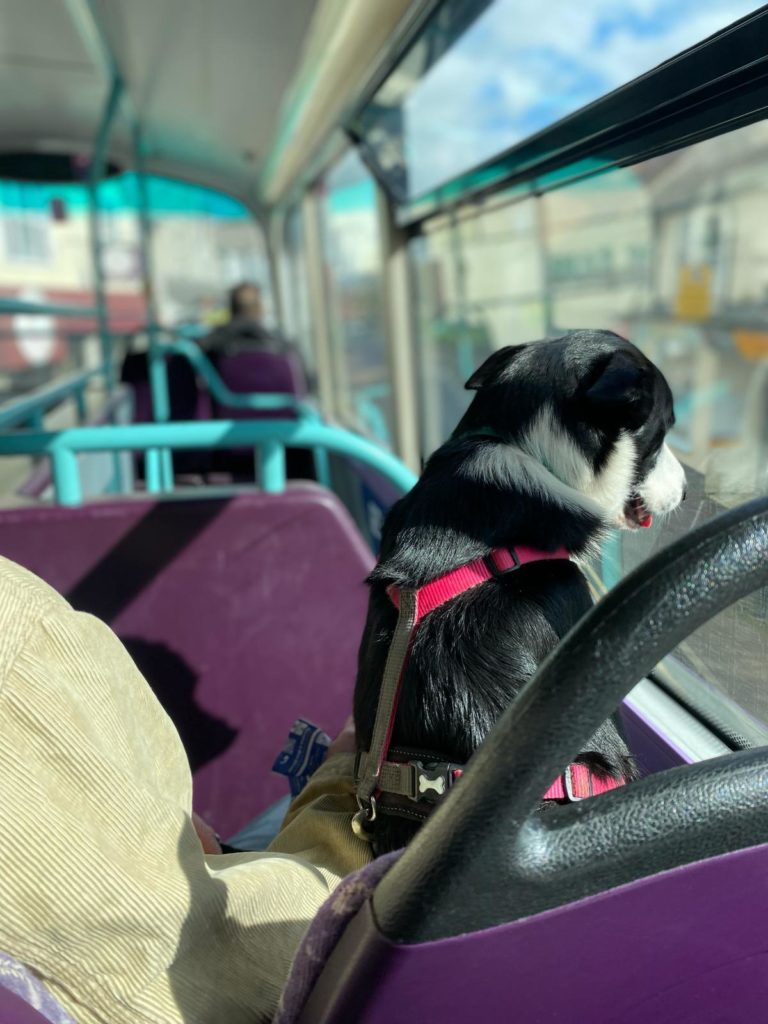 A dog travelling on a bus.