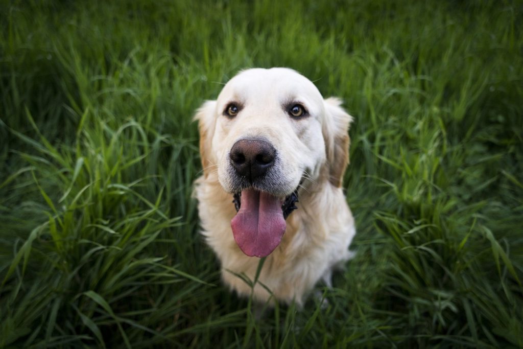 Golden retriever dog in a field.