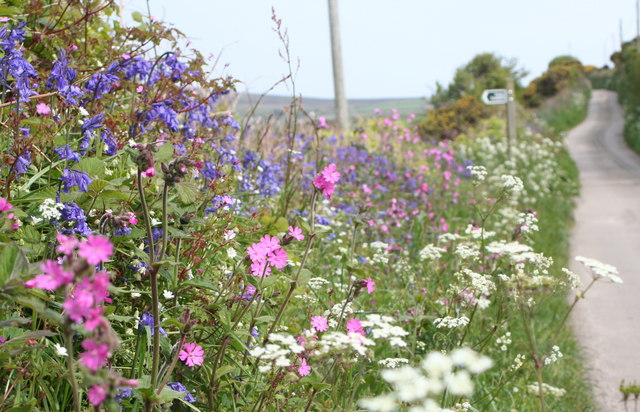 Wildflowers growing on a country lane verge in Somerset.