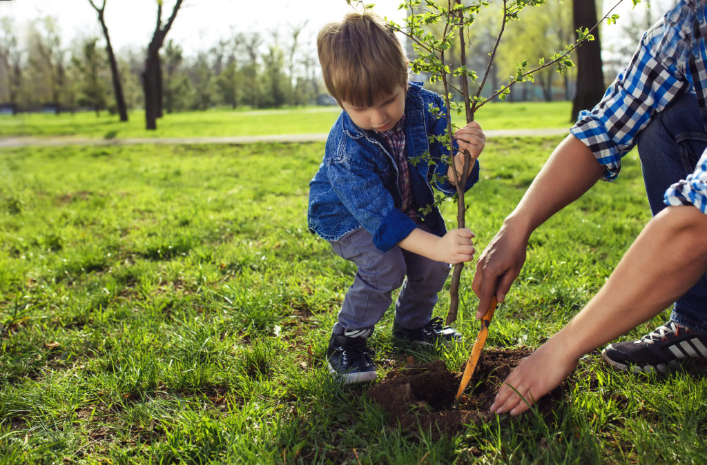 A little boy helping to plant a tree in a garden