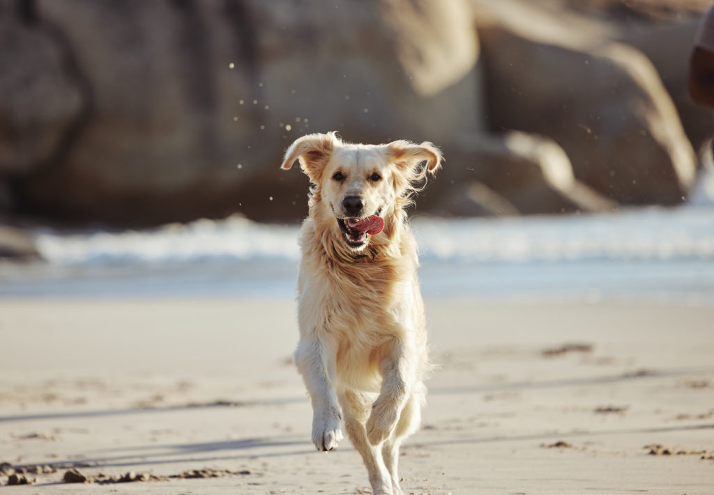 A dog at the beach running with its tongue out.