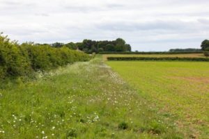 A vibrant green field bordered by a hedge, showcasing a peaceful and natural landscape